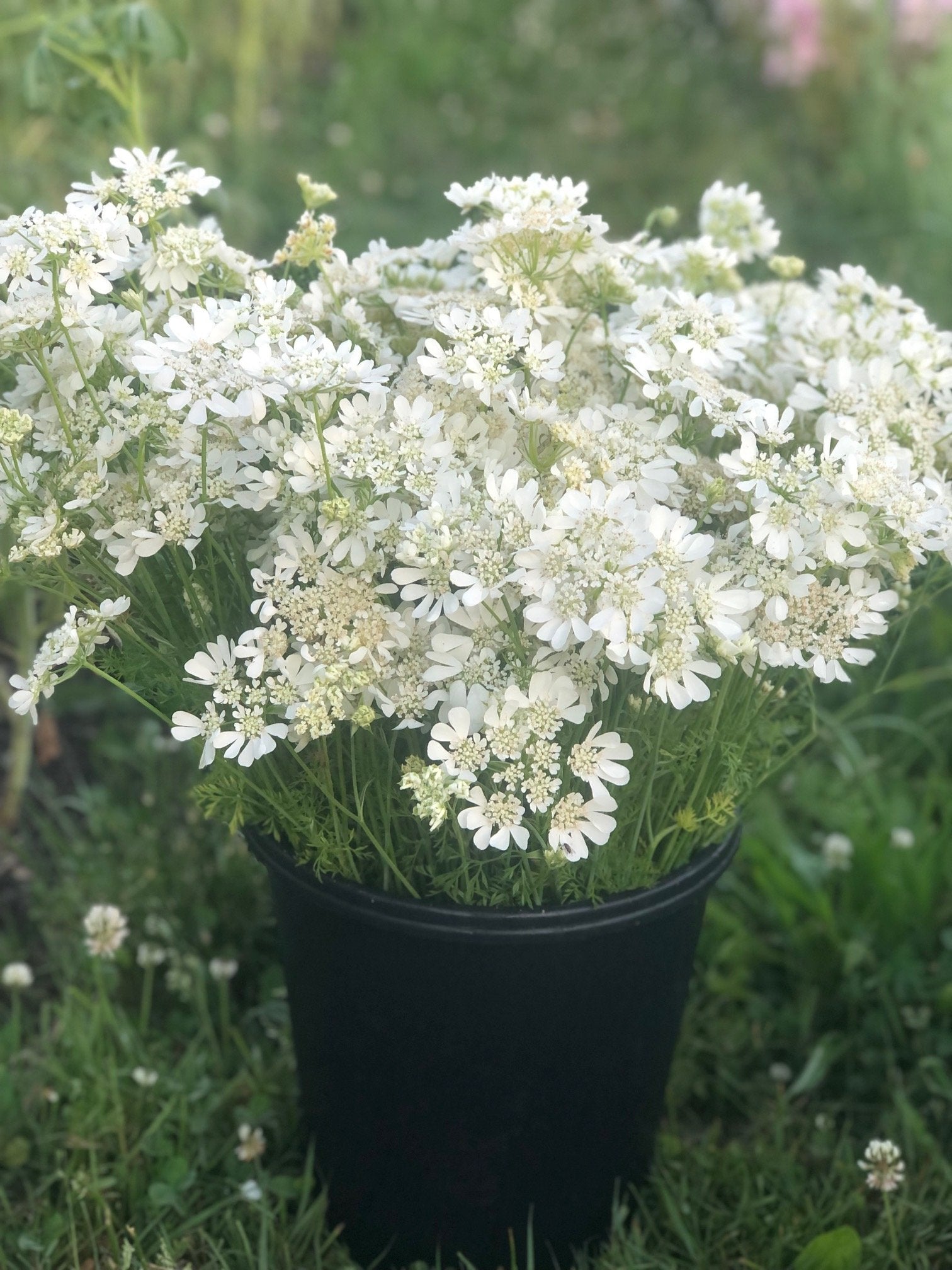 orlaya flower seeds Orlaya