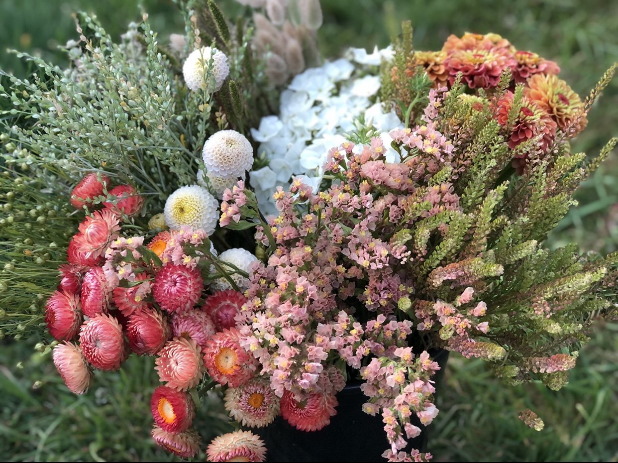 Cress - Persian Cress – The Farmhouse Flower Farm