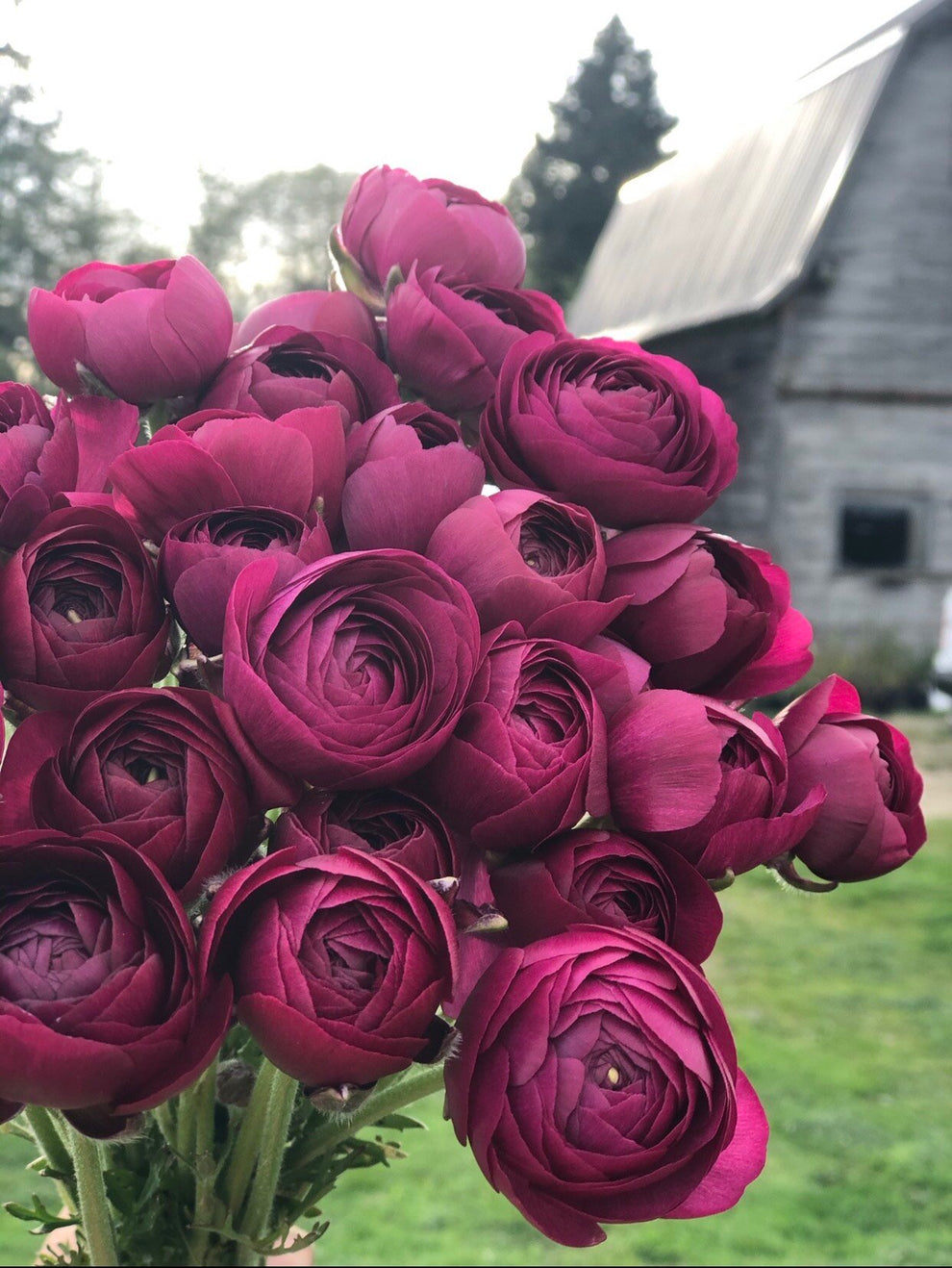 Deep Violet Ranunculus Ranunculus Violet – The Farmhouse Flower Farm