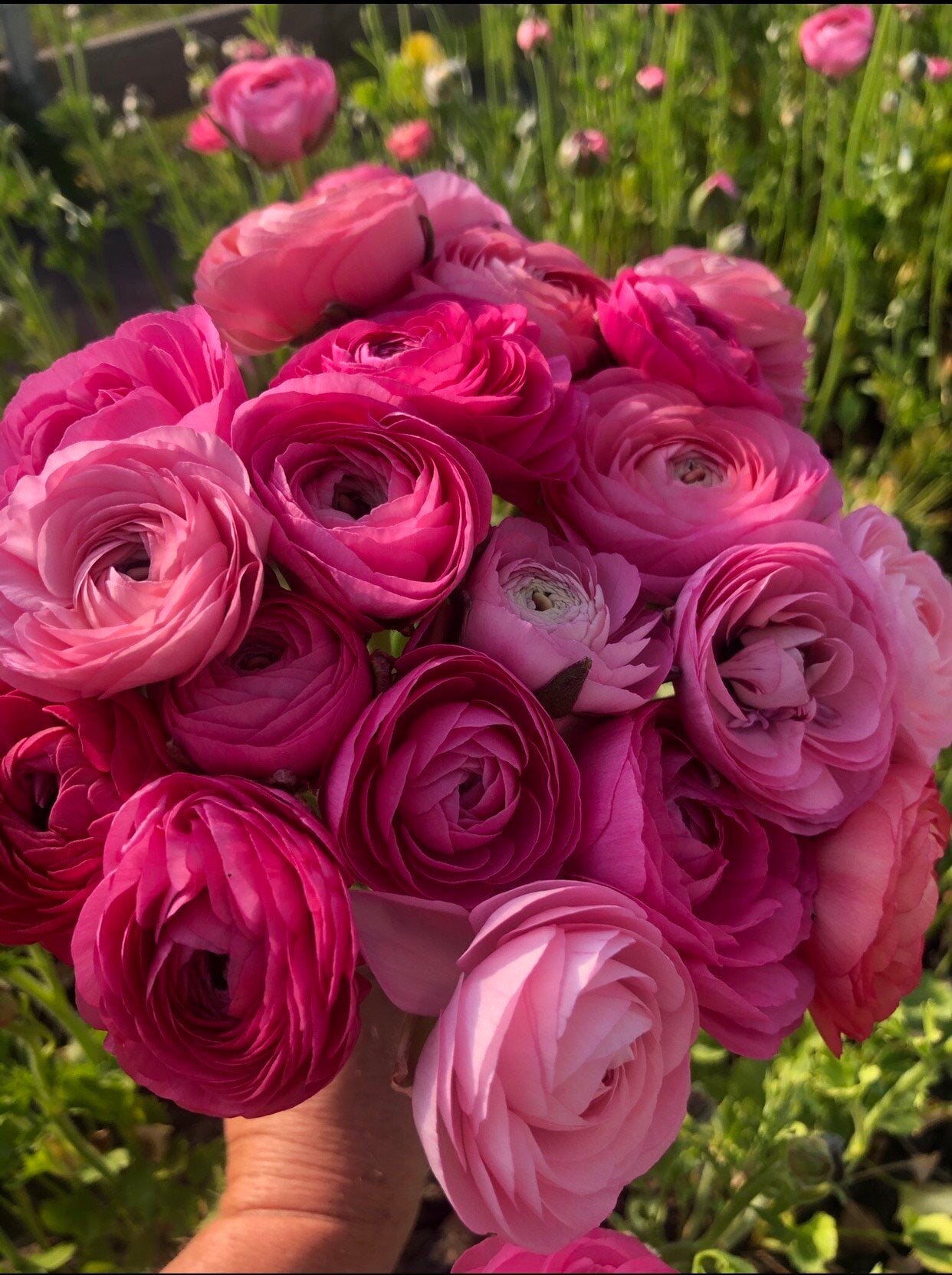 Ranunculus Rose – The Farmhouse Flower Farm