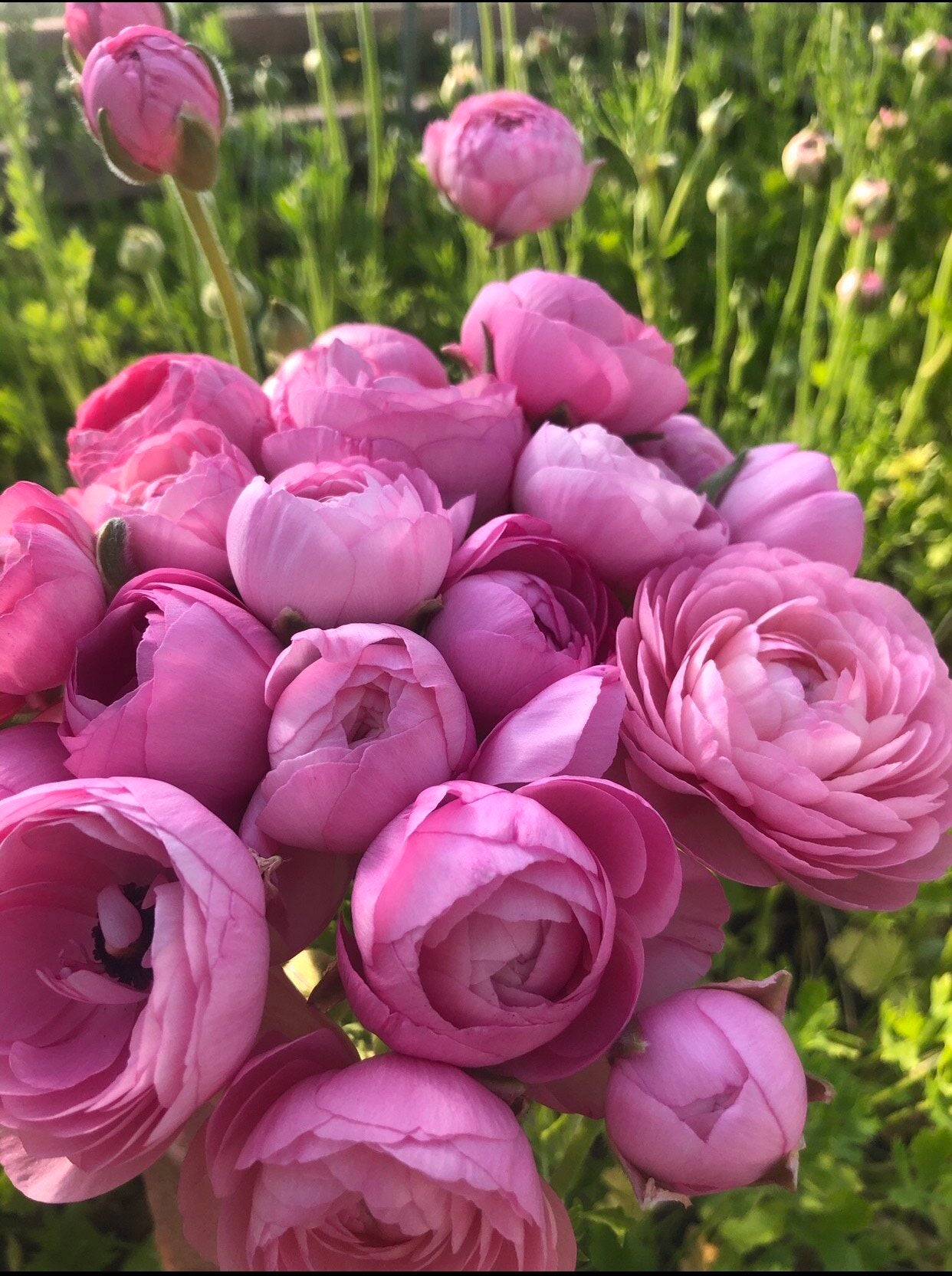 Ranunculus Pink – The Farmhouse Flower Farm